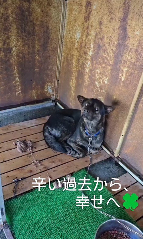 保護当時のワンコ