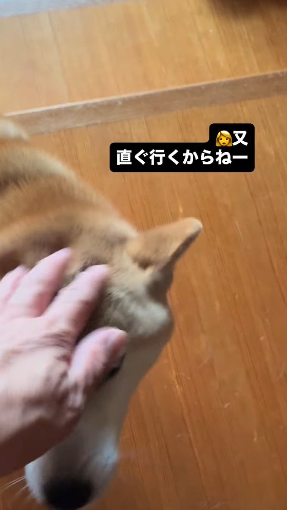 犬の頭を撫でる飼い主