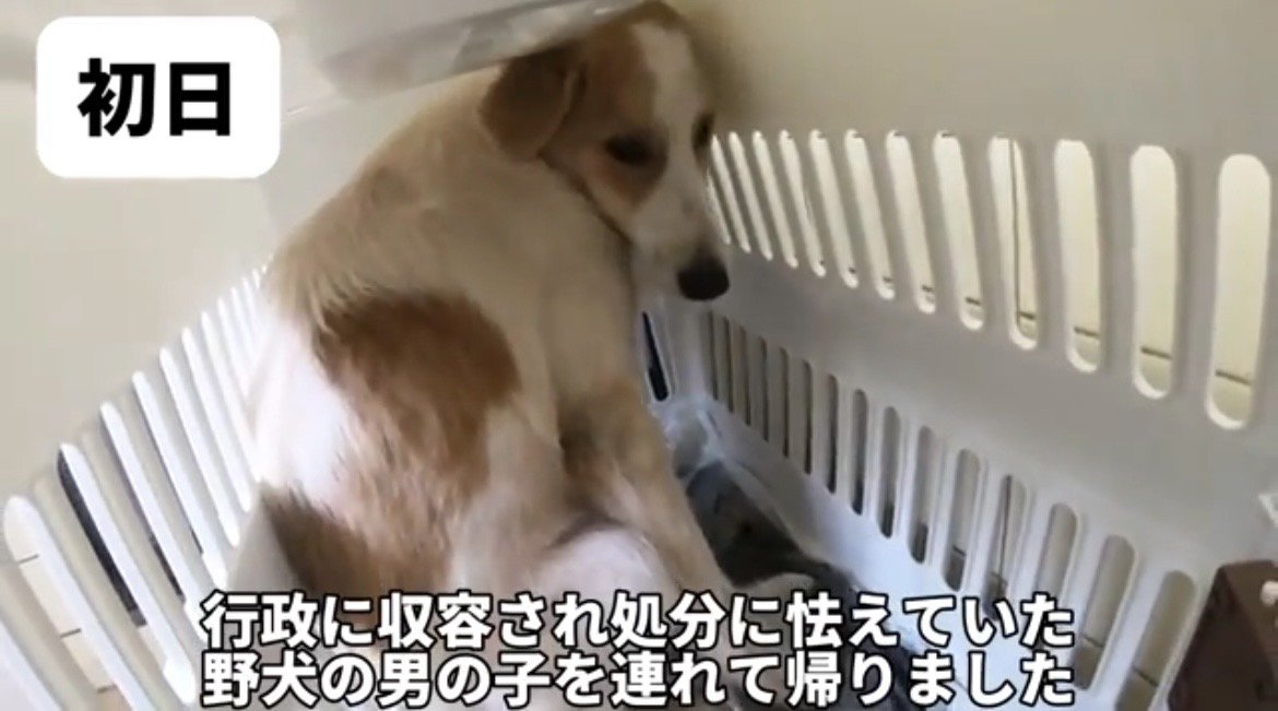 クレートの奥で身を寄せる犬