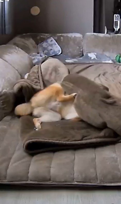 毛布に包まるころ君7