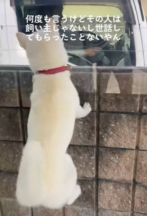 親戚のおじさんを見送るおもちちゃん7
