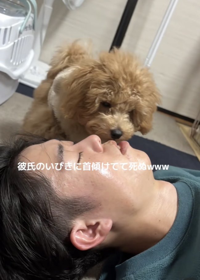 寝ている男性の口を嗅ぐトイプー