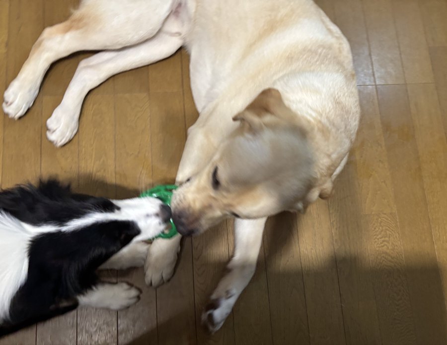 仕方なく