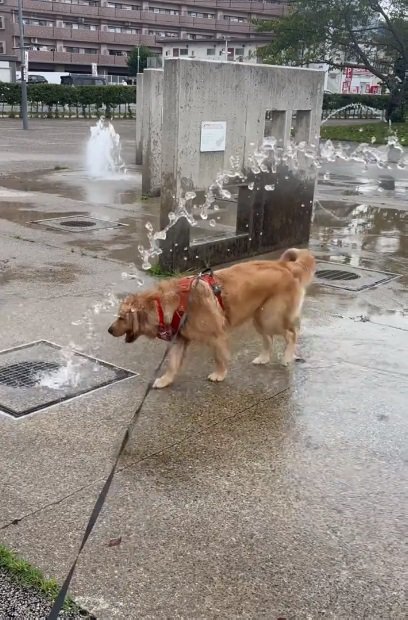 噴水に飛び込んでいくラニーちゃん