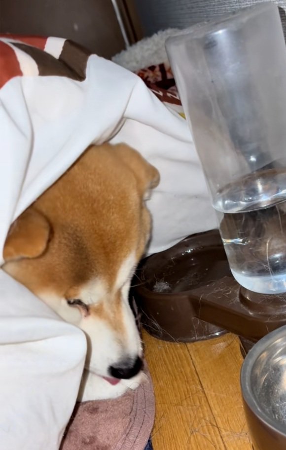 前足を舐めるまめ太くん