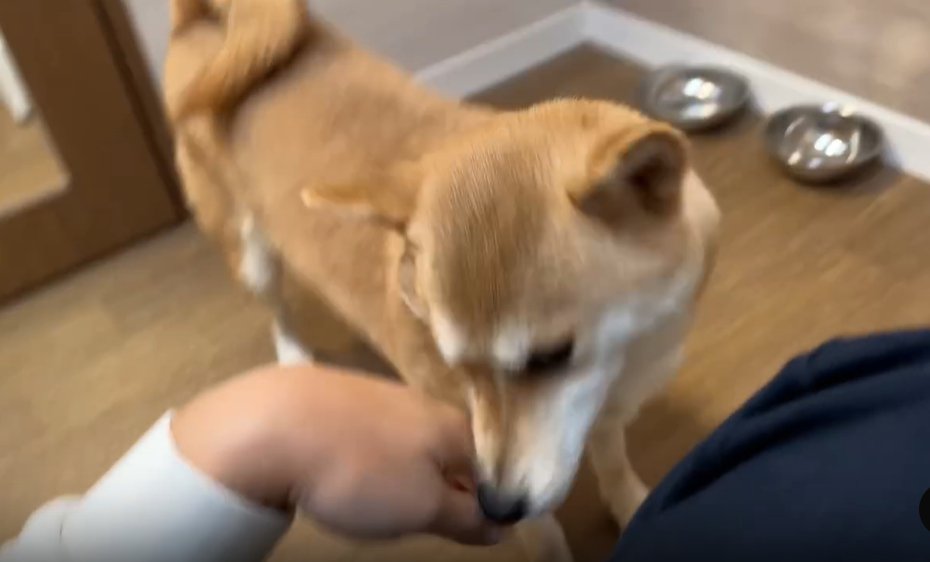 手を追う犬1