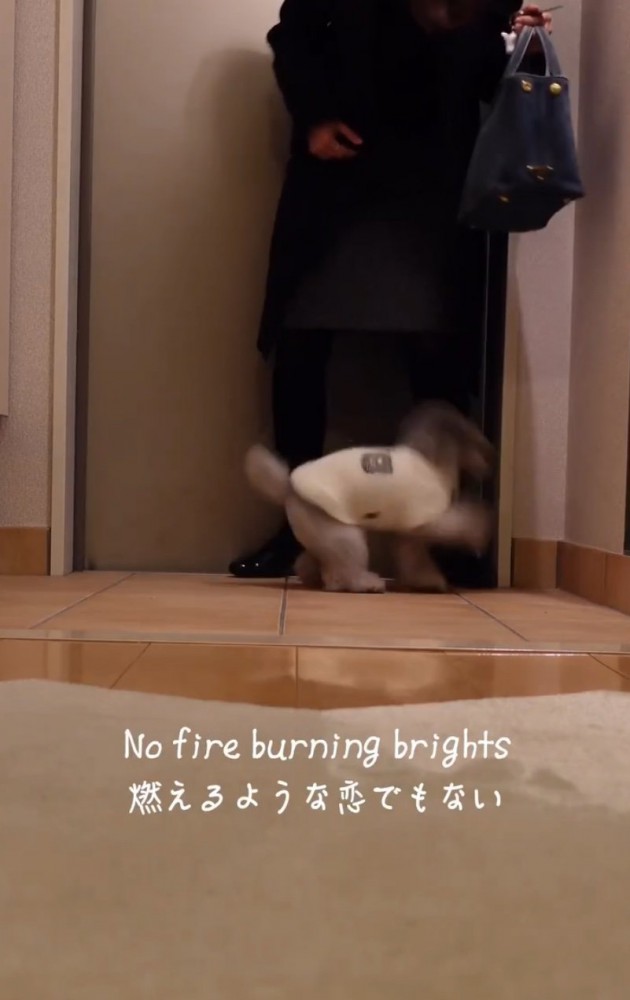 ジャンプする犬