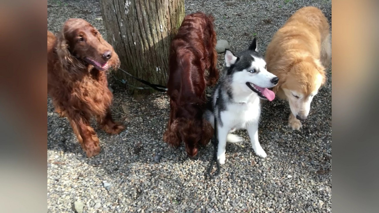先輩犬たちが支えてくれるよ！