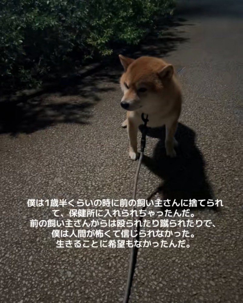 散歩中に立ち止まる柴犬