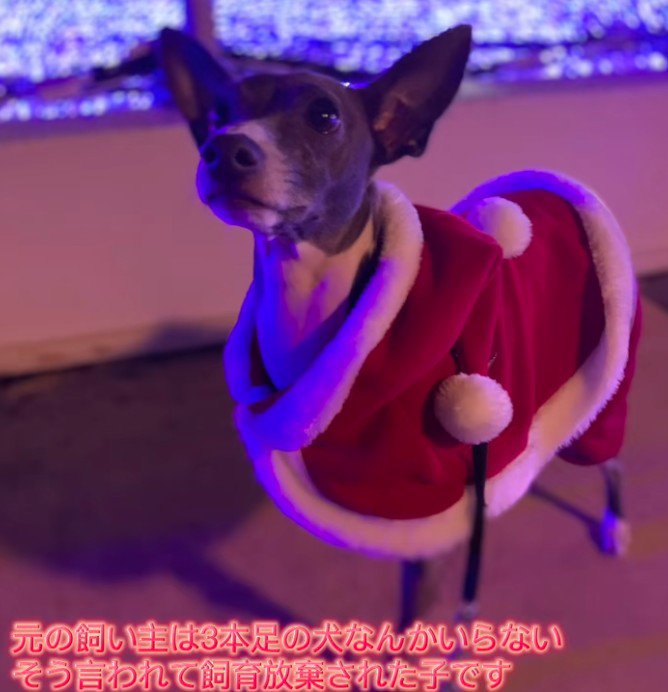 「3本足の犬なんか要らない」