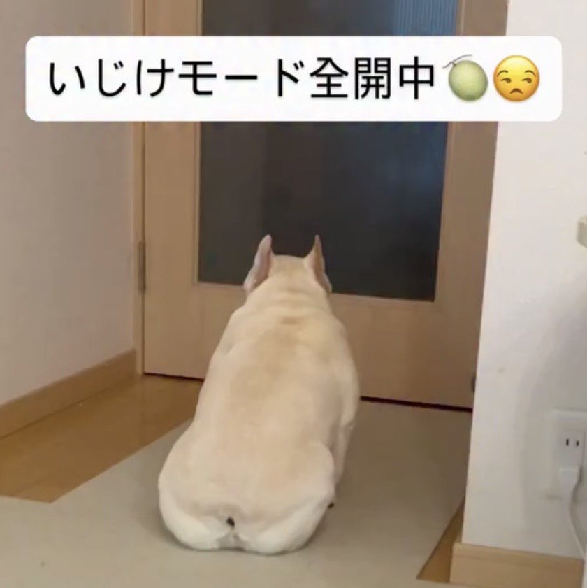 扉の前で背中を向けて座る犬
