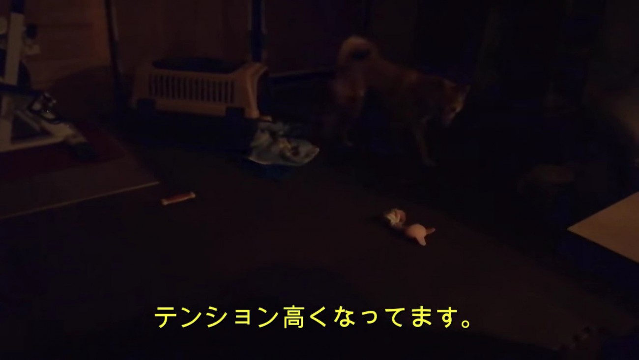 なんだか楽しそう♪