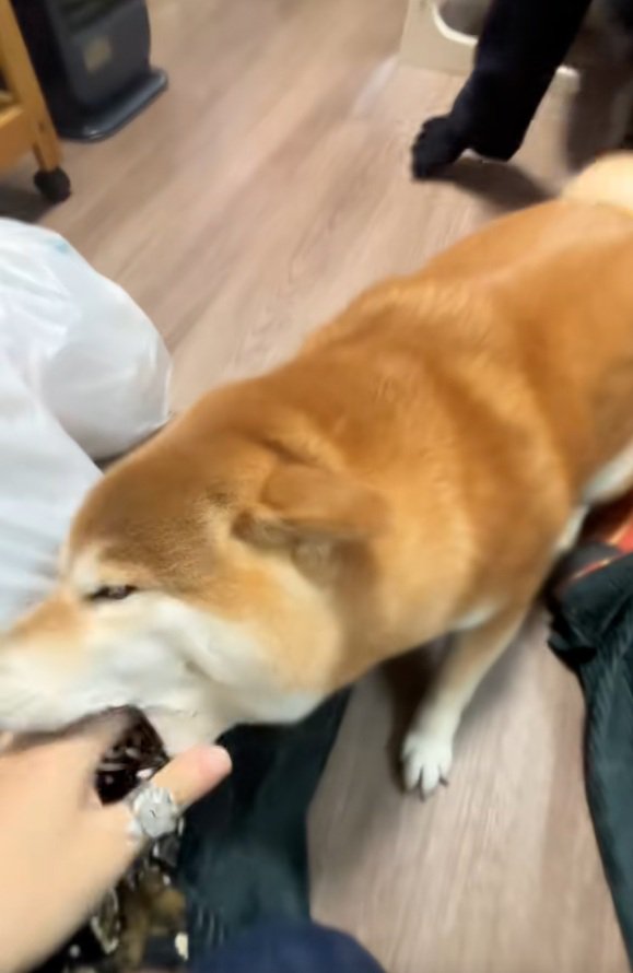 投稿主さんの手を甘噛みするコムギックスさん