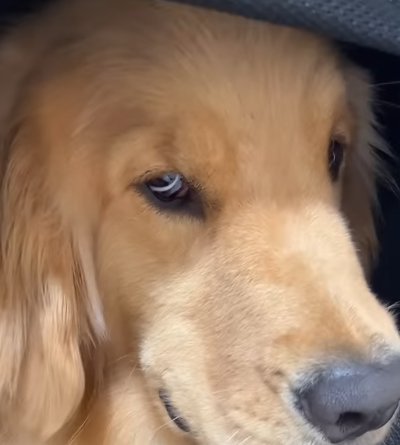 悪い目つきの大型犬