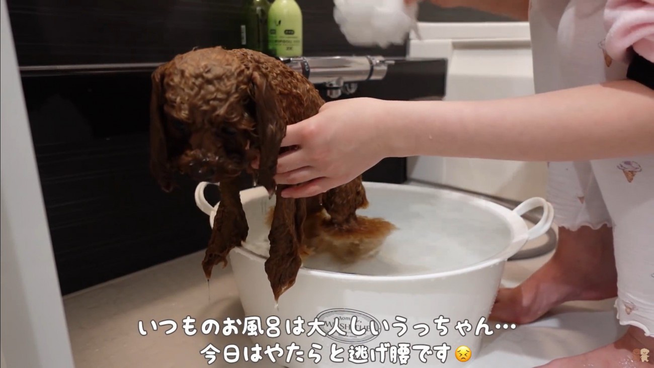 うゆちゃんのシャンプー中の出来事2