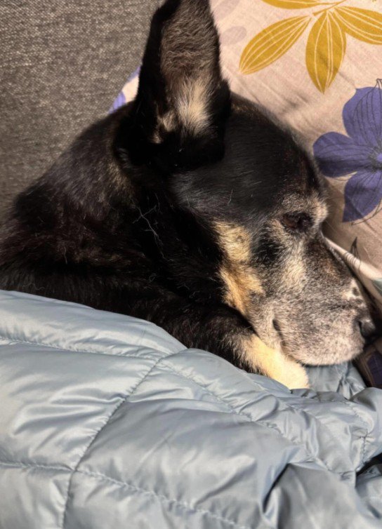 ダウンジャケットが大好き