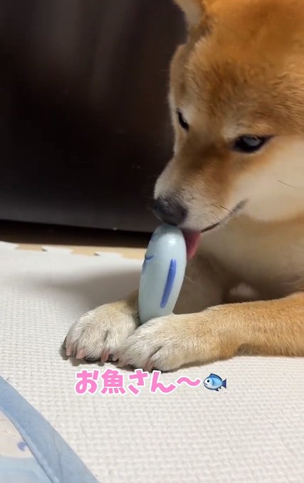 おもちゃが取れたはなちゃん