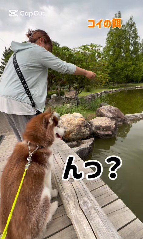 鯉に餌をあげた時のたこやきちゃん3