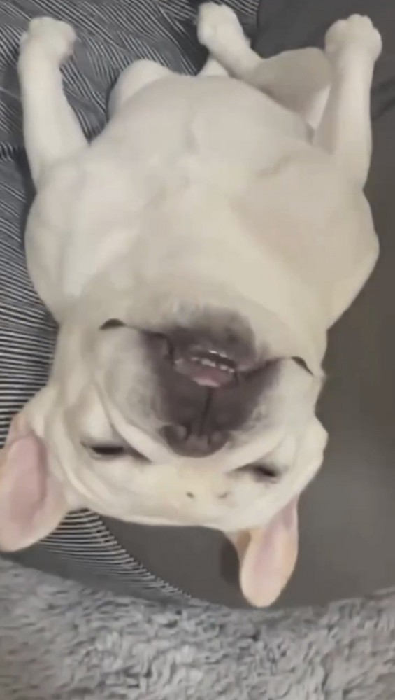 仰向けで眠る犬の顔