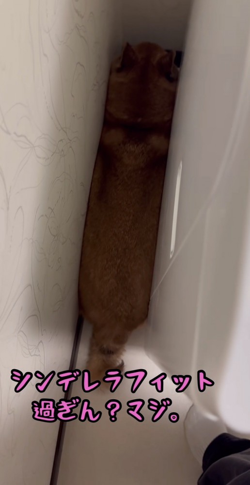 洗濯機の裏にシンデレラフィット犬