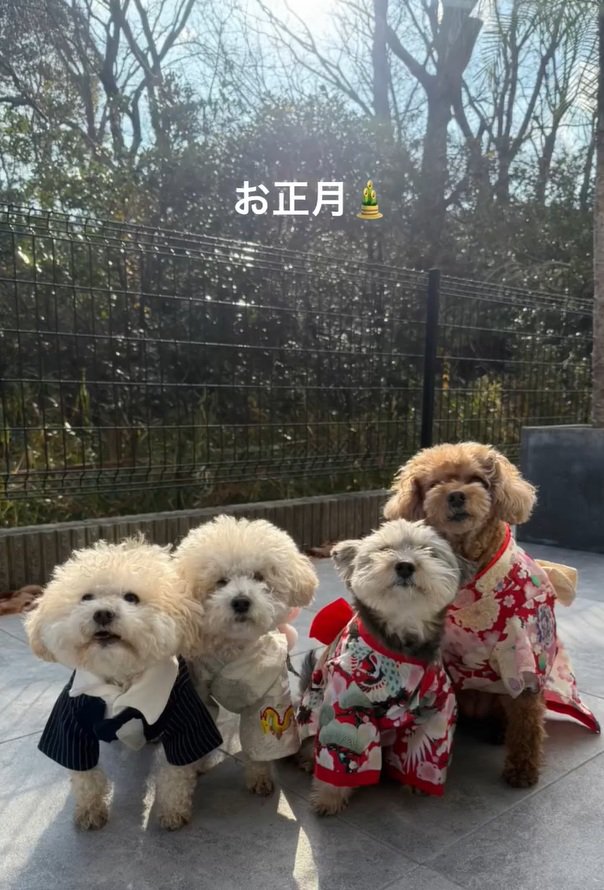 晴れ着姿のわんこたち