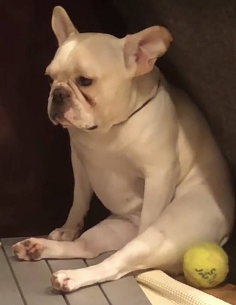 一点を見つめる犬