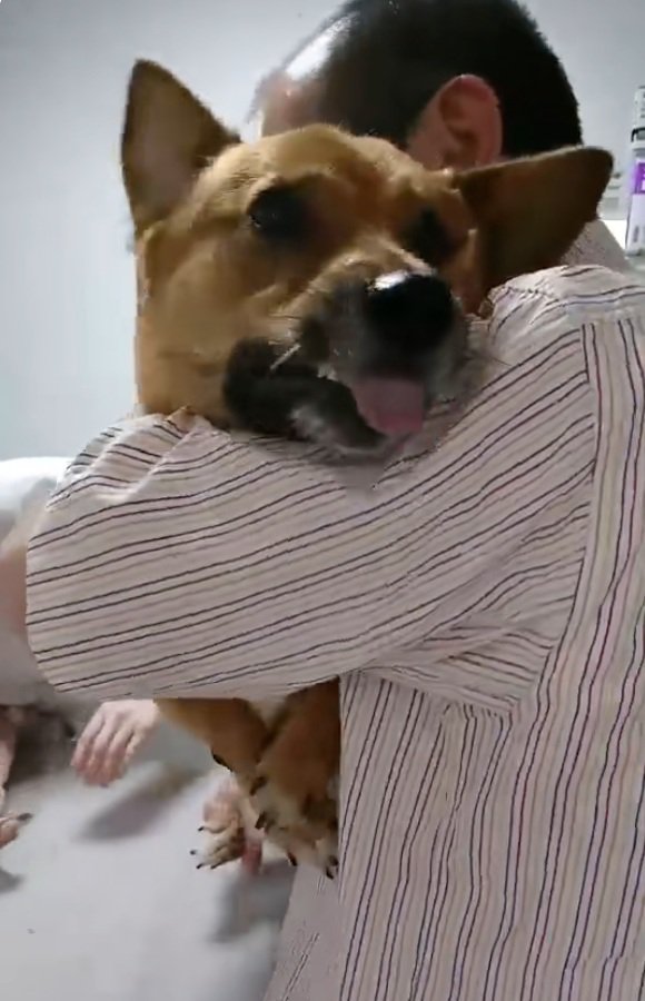 アップのわんこ