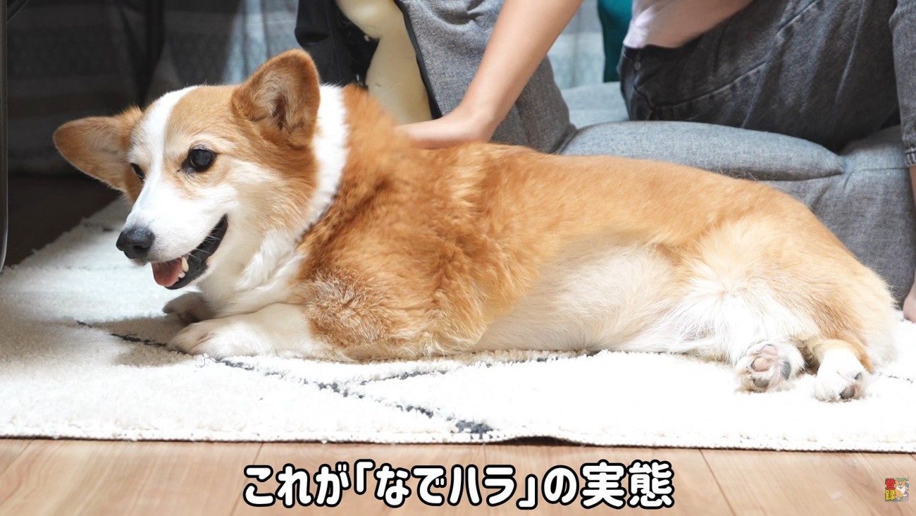 可愛くて憎めません♡