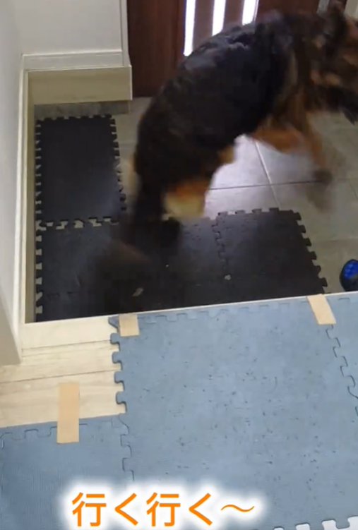 回る犬1