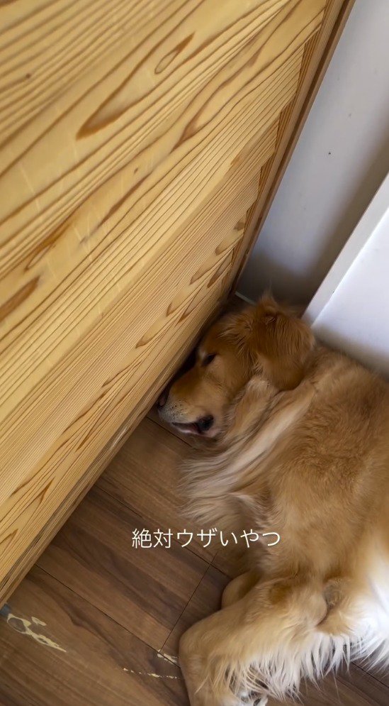 目を閉じる犬