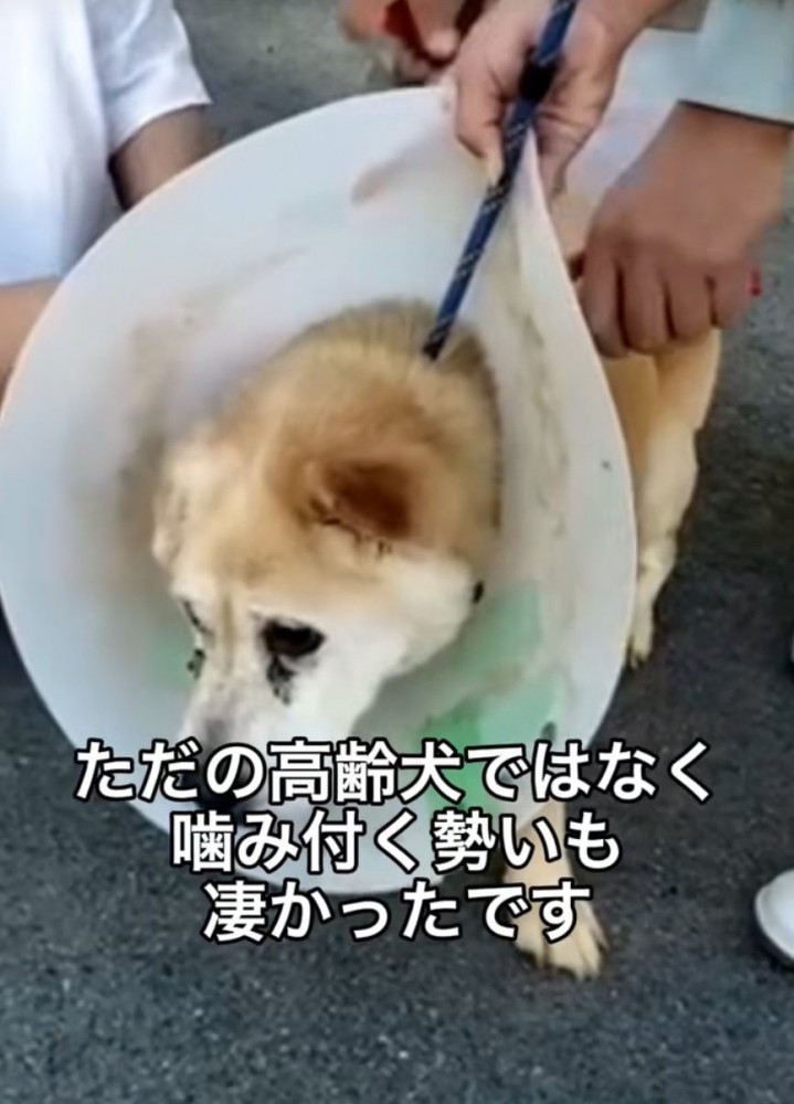ワイヤーを外してもらう老犬