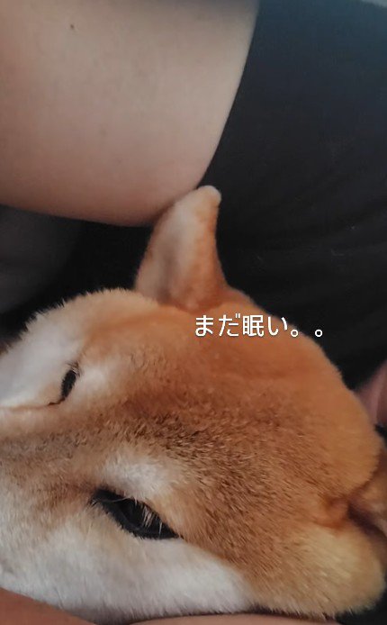 「まだねむたい…」