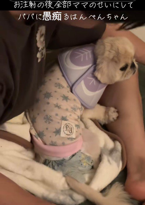 帰宅後はパパさんに慰めてもらいます