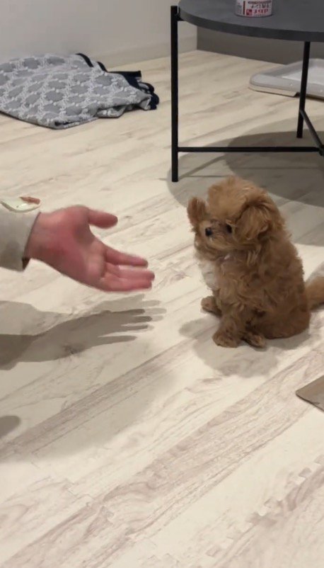 おすわりをして前足を高く上に上げる子犬