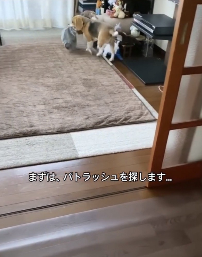 部屋を見渡す犬