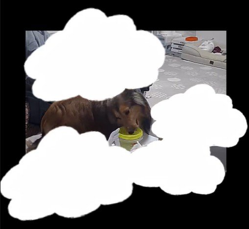 カメラが捉えた盗み食いの瞬間