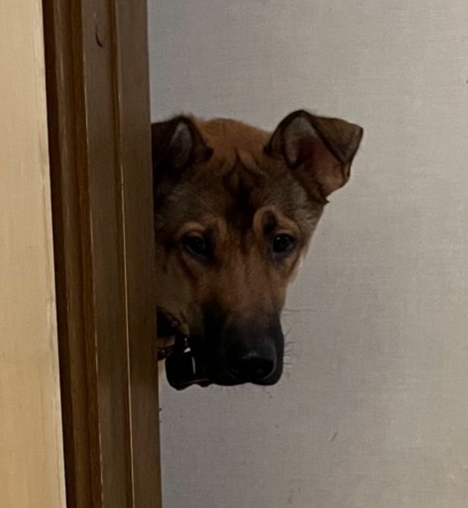 顔にシワが寄る犬