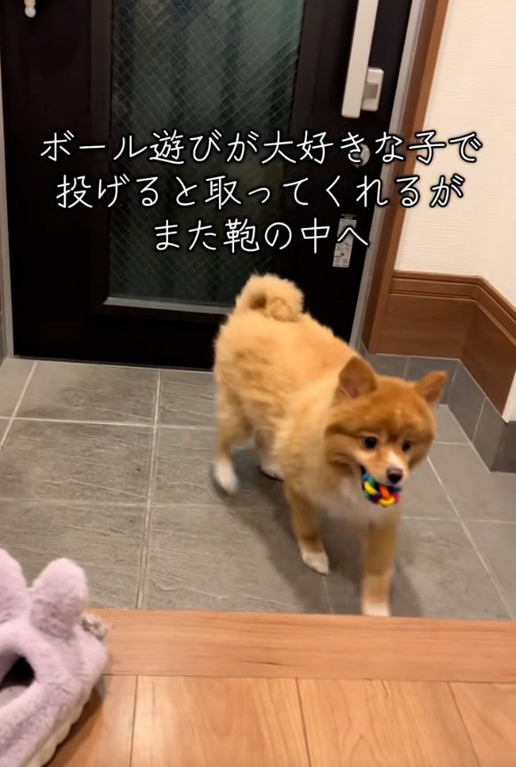 ボールを咥えたレモンちゃん