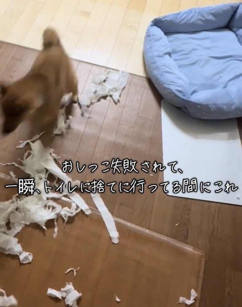 ベッド近くで犬が走る様子