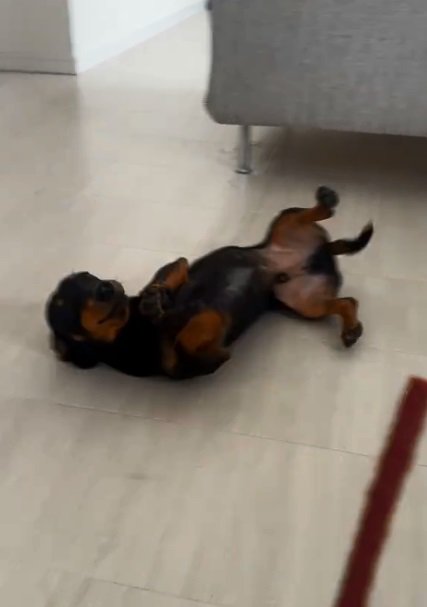 何度も転がるオーレくん