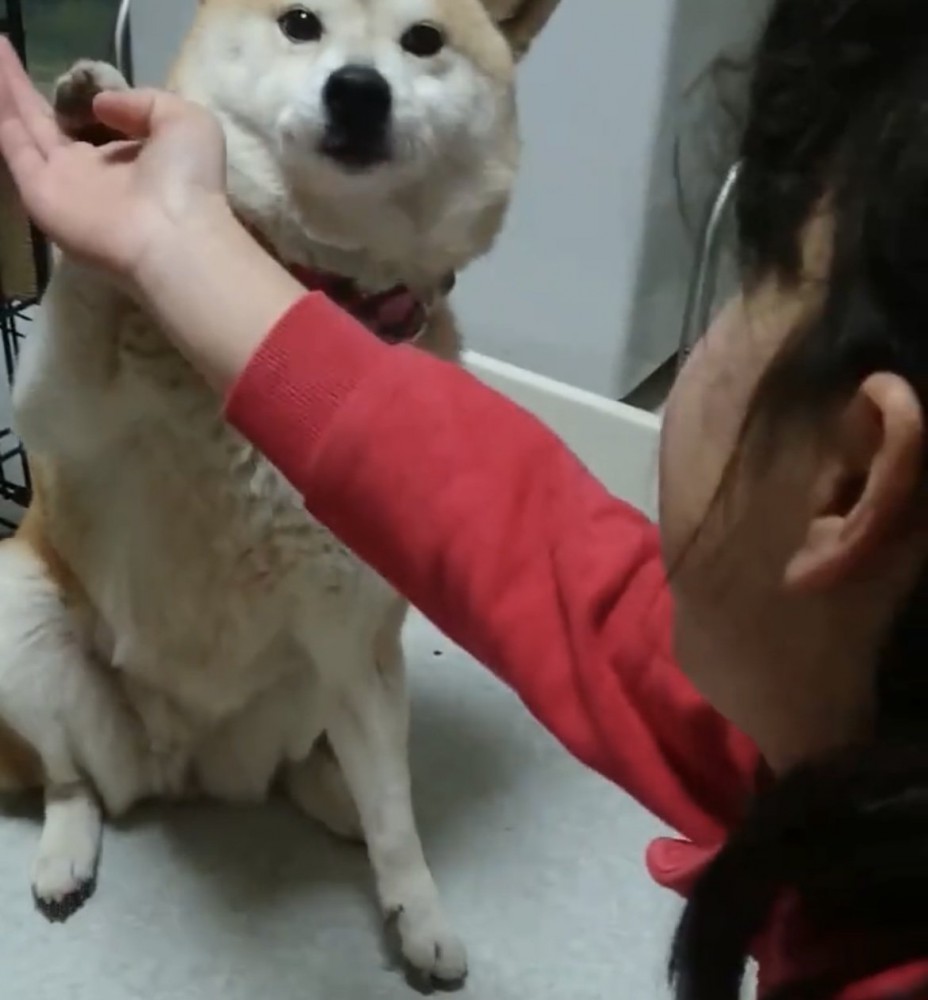 前足を上げながらのけぞる犬