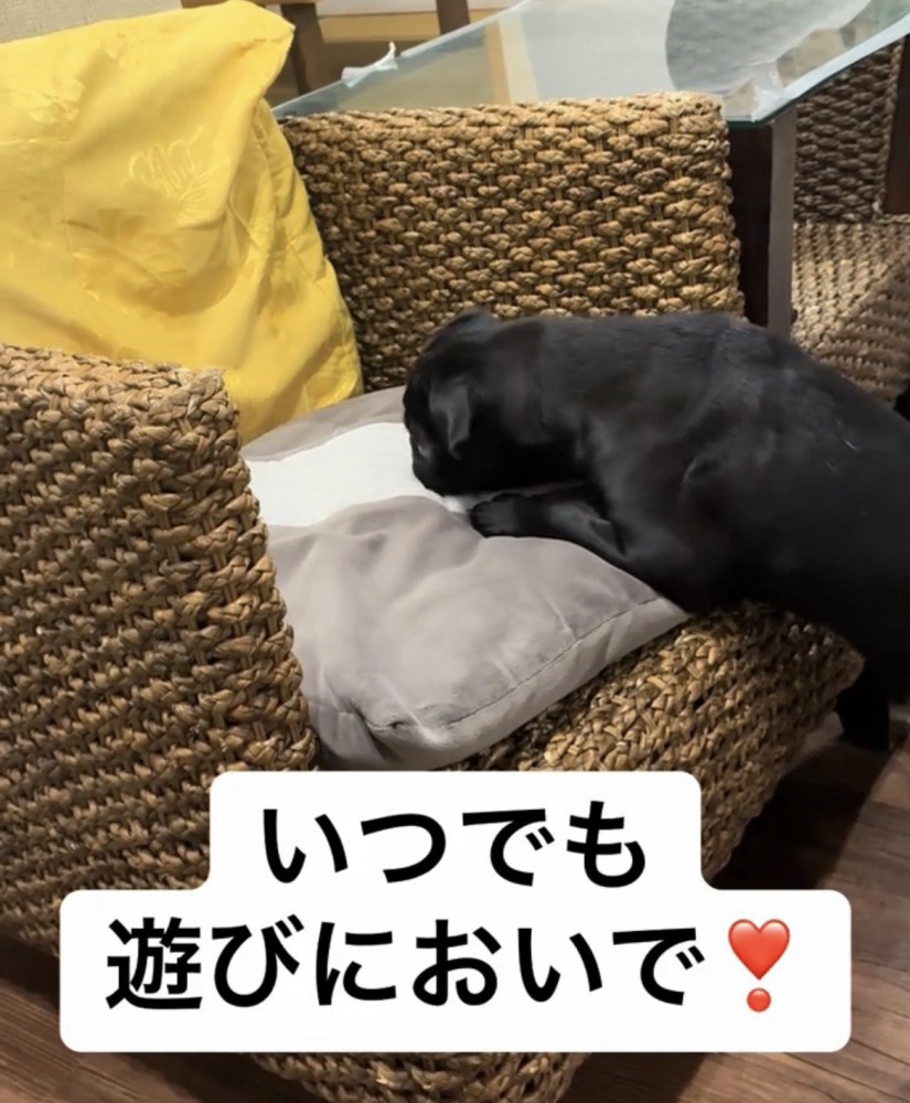 クッションのにおいを嗅ぐ犬