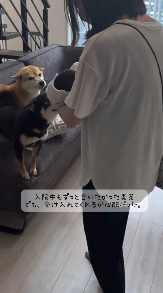 女性が抱っこしている赤ちゃんに駆け寄る2頭の犬