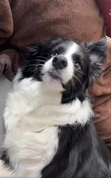 ボーダーコリー