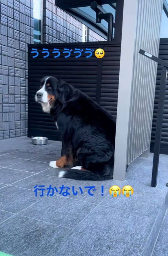 引き留めるララちゃん