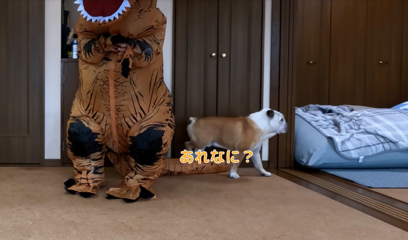 素通りするブルドッグ