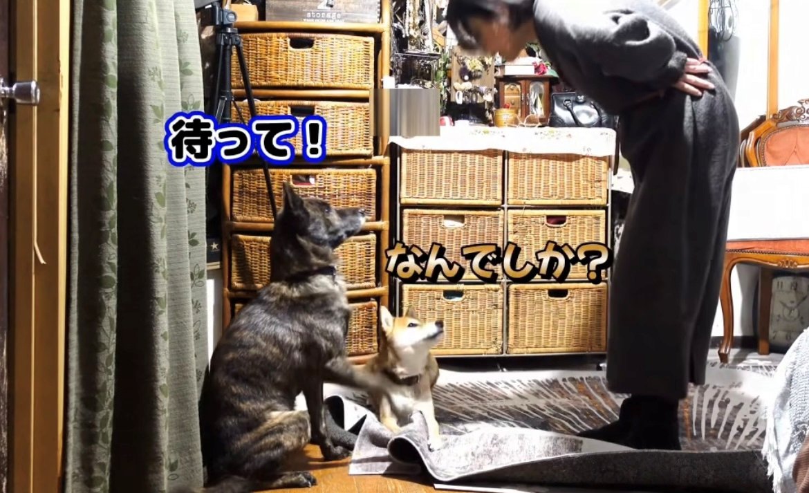 叱ろうとする飼い主に、そっと前足を上げて制止する犬