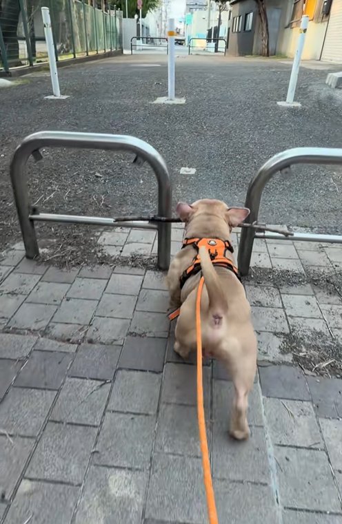 枝が柵に引っかかった小型犬