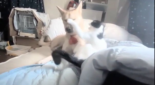 猫パンチするパンダちゃん