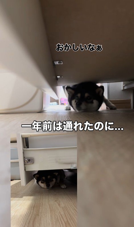 隙間に入ろうとする千幸ちゃん3